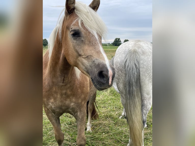 Haflinger Stute 5 Jahre Fuchs in Ganzlin Haflinger Stute 5 Jahre Fuchs in Ganzlin