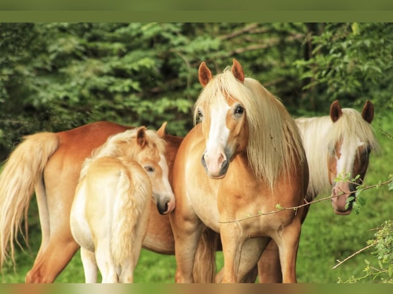 Haflinger Stute 5 Jahre Fuchs in St. Rémy