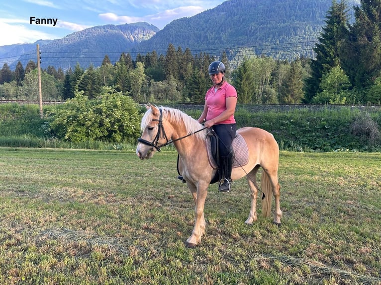 Haflinger Stute 5 Jahre Fuchs in St. Daniel