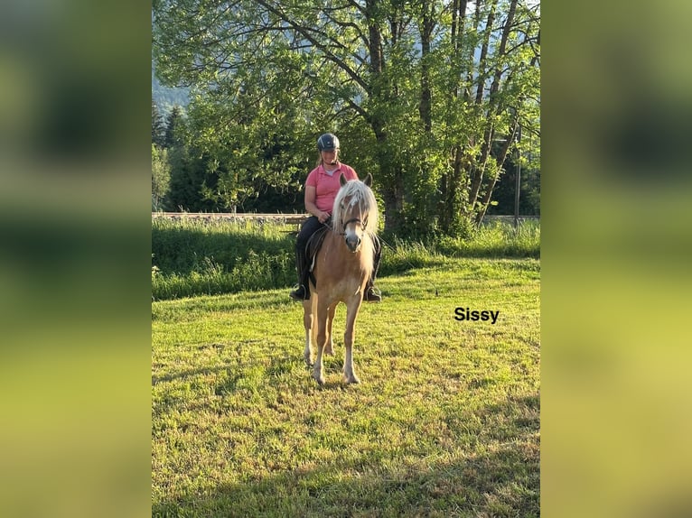Haflinger Stute 5 Jahre Fuchs in St. Daniel