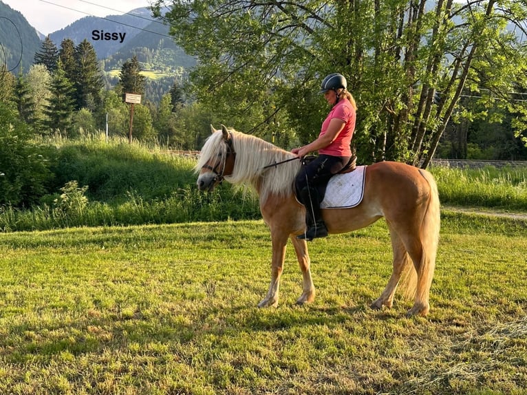 Haflinger Stute 5 Jahre Fuchs in St. Daniel