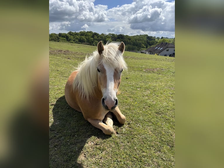 Haflinger Stute 6 Jahre 140 cm  in Much