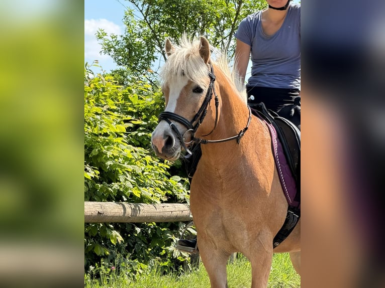Haflinger Stute 6 Jahre 140 cm  in Much