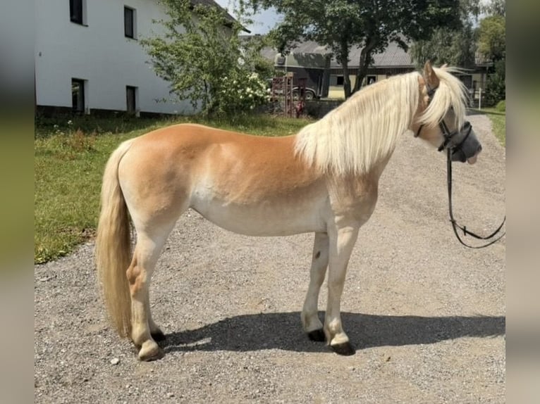 Haflinger Stute 6 Jahre 140 cm Fuchs in Davidschlag