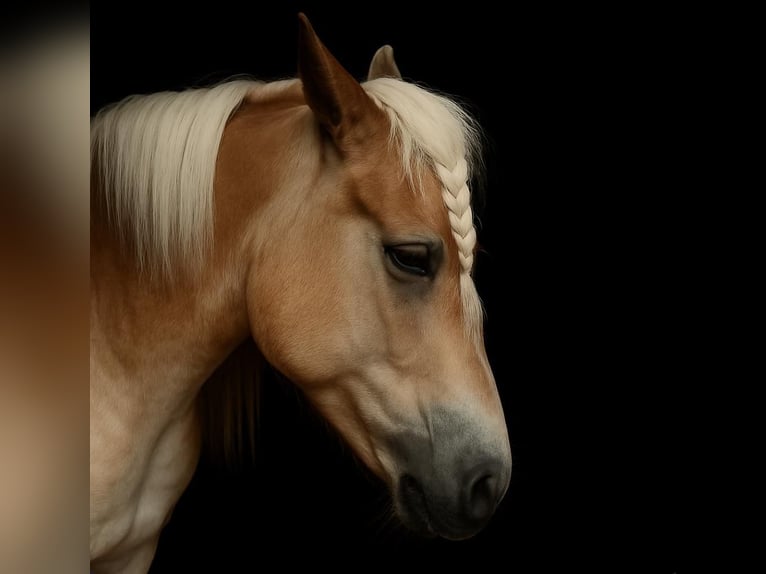 Haflinger Mix Stute 6 Jahre 143 cm  in Friesenheim