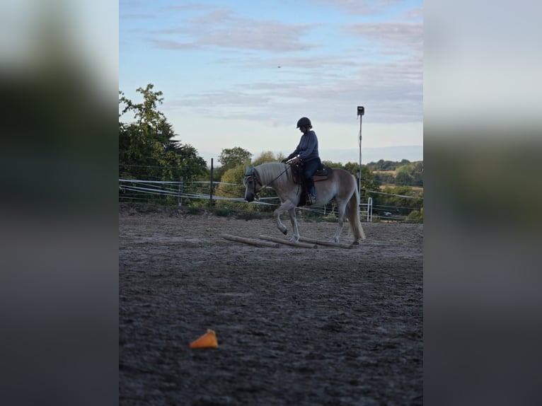 Haflinger Mix Stute 6 Jahre 143 cm  in Friesenheim