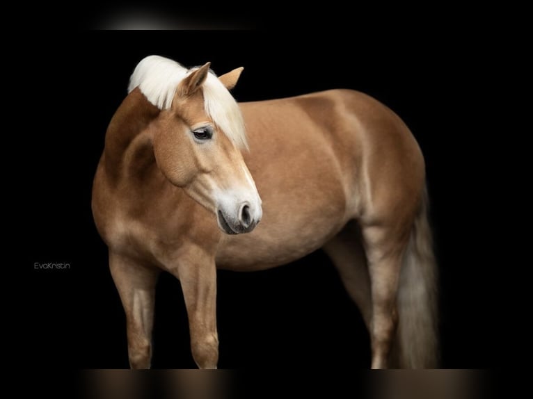 Haflinger Stute 6 Jahre 144 cm Fuchs in Heide