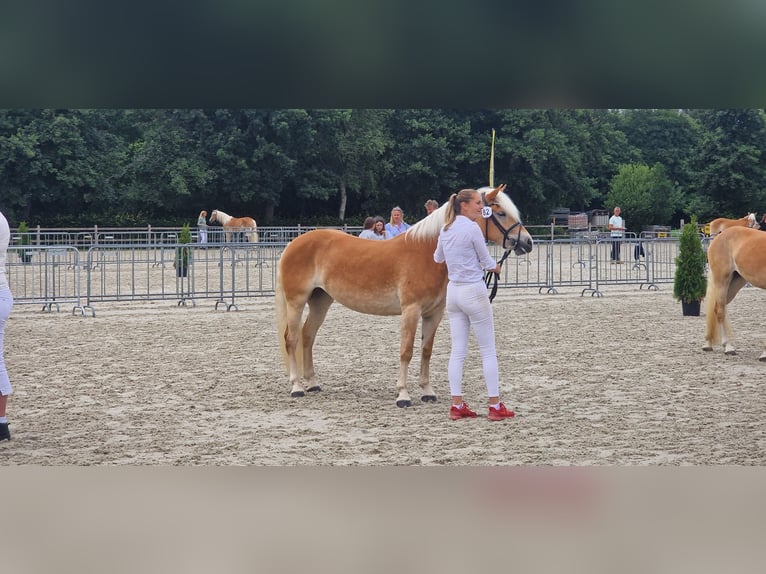 Haflinger Stute 6 Jahre 146 cm  in Noardburgum