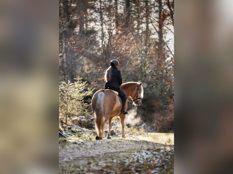 Haflinger Stute 6 Jahre 147 cm  in Flensburg