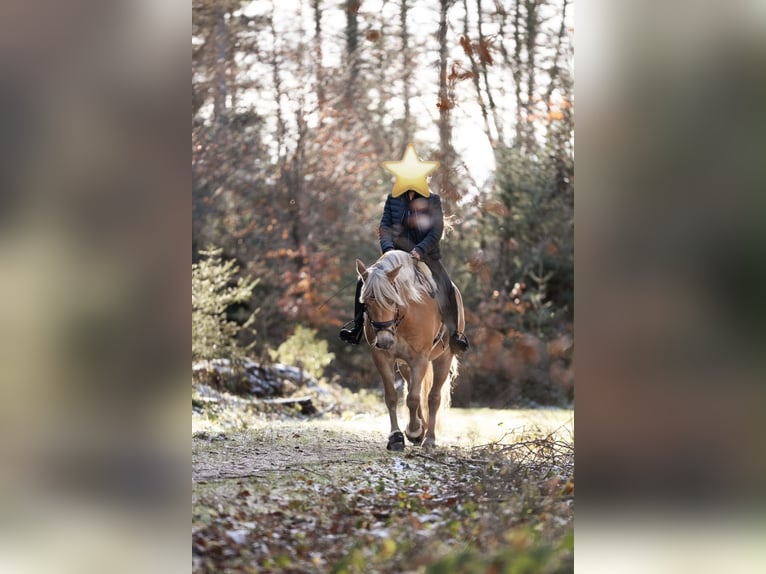 Haflinger Stute 6 Jahre 147 cm  in Flensburg