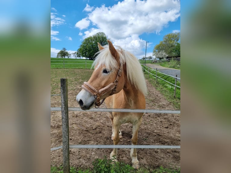 Haflinger Stute 6 Jahre 148 cm  in Königswinter