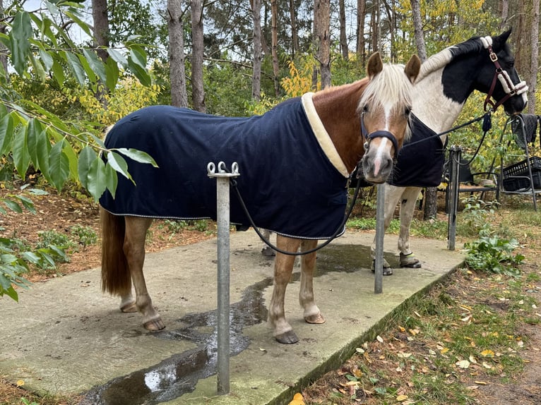Haflinger Stute 6 Jahre 148 cm in Plau am See