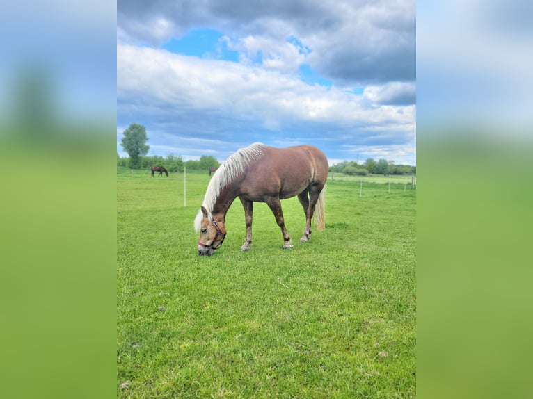 Haflinger Stute 6 Jahre 148 cm Fuchs in Wiemerstedt