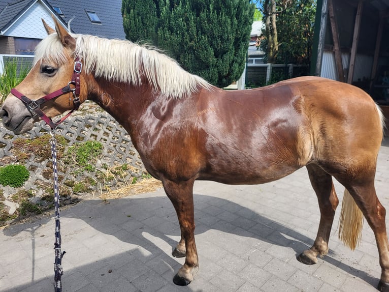Haflinger Stute 6 Jahre 148 cm Fuchs in Wiemerstedt