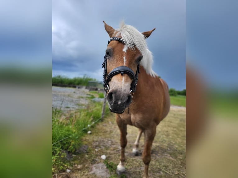 Haflinger Stute 6 Jahre 148 cm Fuchs in Wiemerstedt