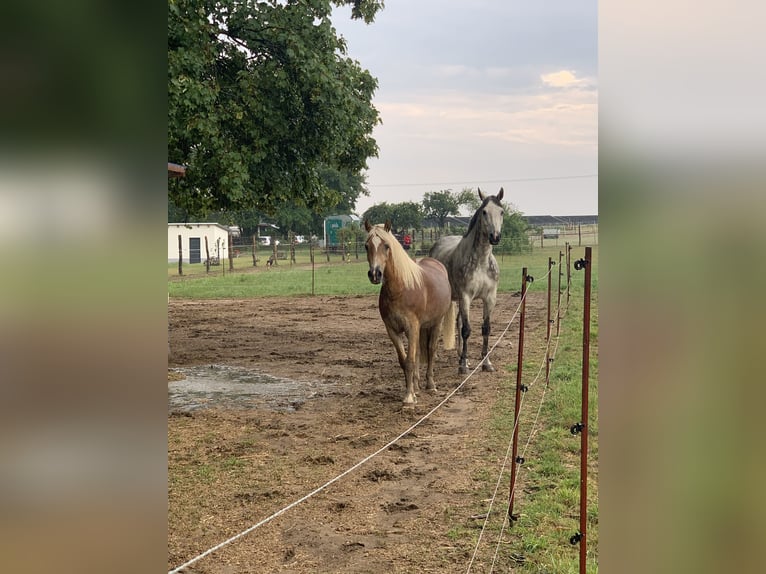 Haflinger Stute 6 Jahre 148 cm Fuchs in Ganzlin