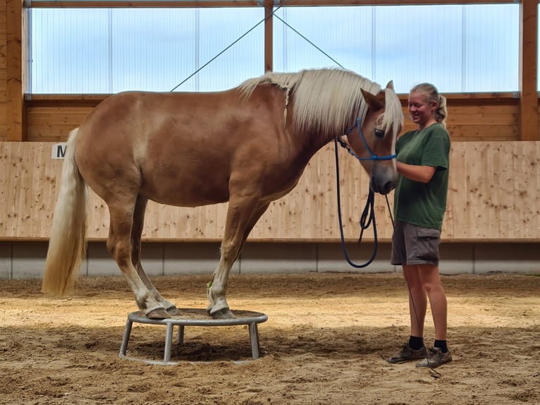 Haflinger Mix Stute 6 Jahre 148 cm Fuchs in Rott am Inn