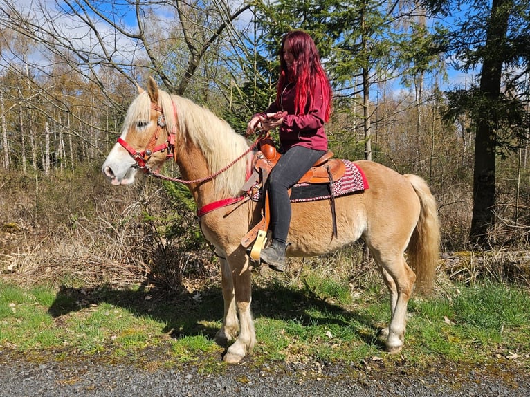 Haflinger Stute 6 Jahre 148 cm Fuchs in Linkenbach