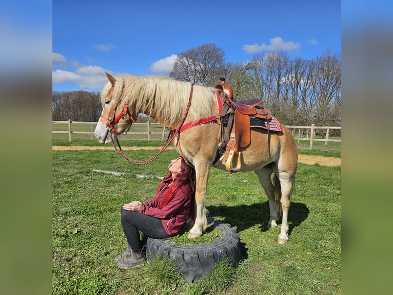 Haflinger Stute 6 Jahre 148 cm Fuchs in Linkenbach