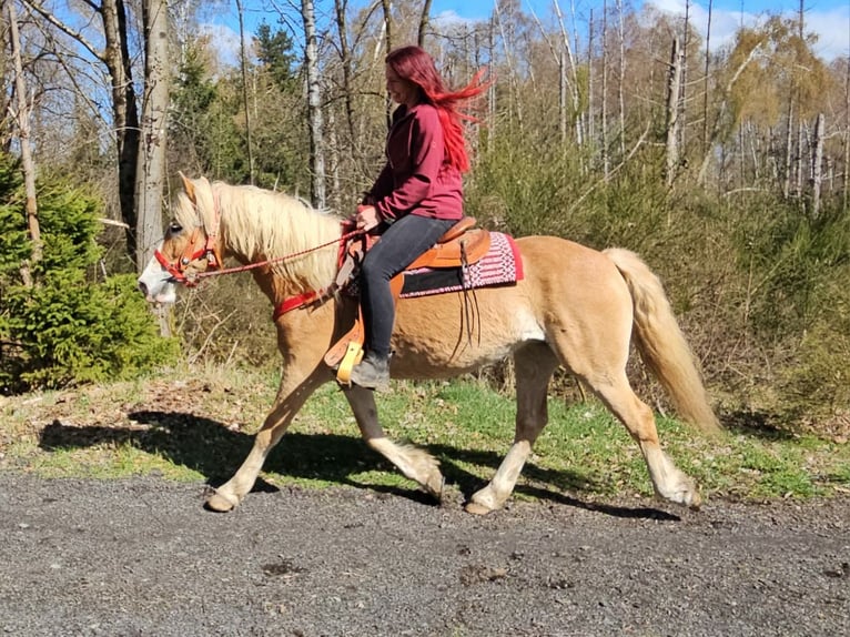 Haflinger Stute 6 Jahre 148 cm Fuchs in Linkenbach