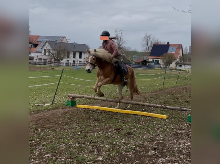 Haflinger Stute 6 Jahre 149 cm Fuchs in Thalmässing