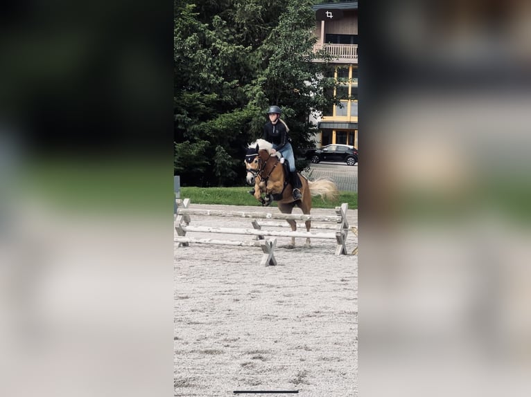 Haflinger Stute 6 Jahre 149 cm Fuchs in Ginau