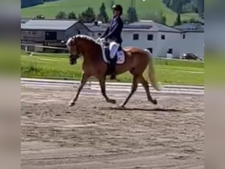 Haflinger Stute 6 Jahre 149 cm Fuchs in Ginau