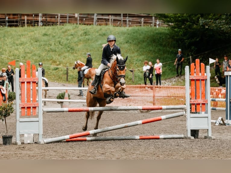Haflinger Stute 6 Jahre 149 cm Fuchs in Ginau