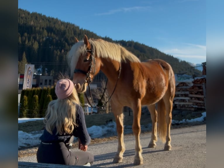 Haflinger Stute 6 Jahre 149 cm Fuchs in Ginau