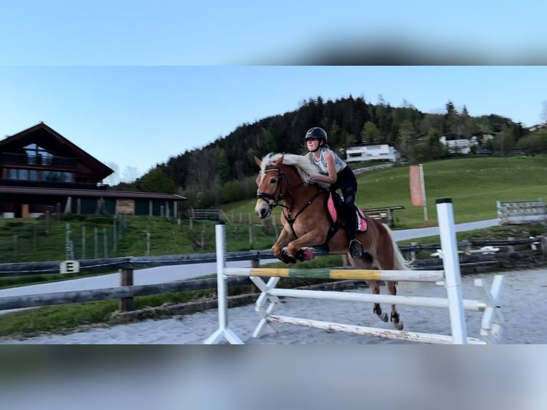 Haflinger Stute 6 Jahre 149 cm Fuchs in Ginau