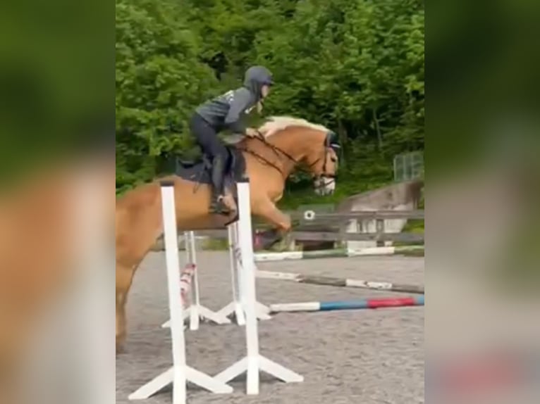 Haflinger Stute 6 Jahre 149 cm Fuchs in Ginau