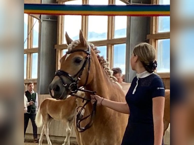 Haflinger Stute 6 Jahre 149 cm Fuchs in Ginau