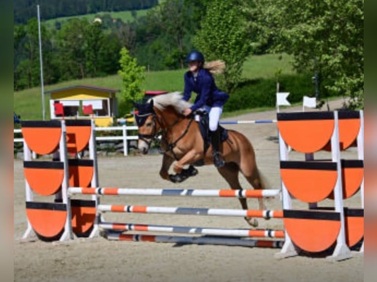 Haflinger Stute 6 Jahre 149 cm Fuchs in Ginau