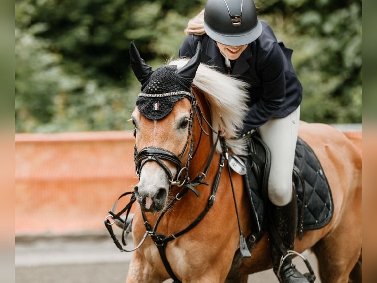 Haflinger Stute 6 Jahre 149 cm Fuchs in Ginau