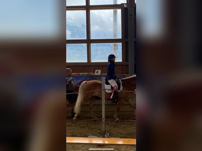 Haflinger Stute 6 Jahre 149 cm Fuchs in Ginau