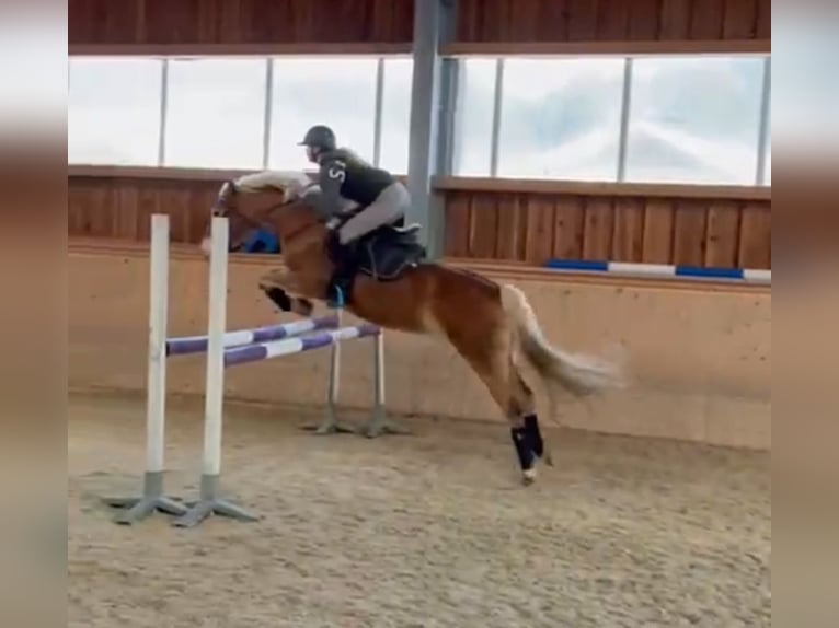 Haflinger Stute 6 Jahre 149 cm Fuchs in Ginau