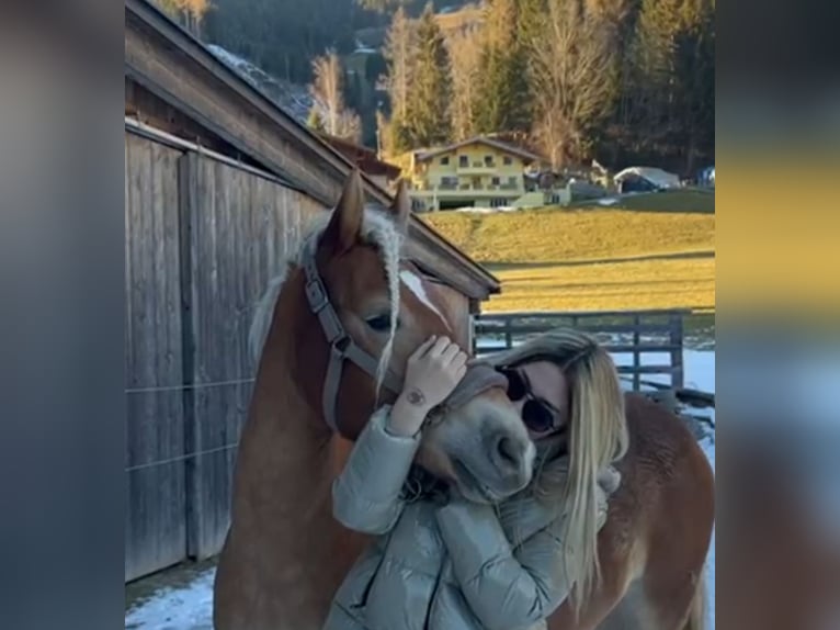 Haflinger Stute 6 Jahre 149 cm Fuchs in Ginau