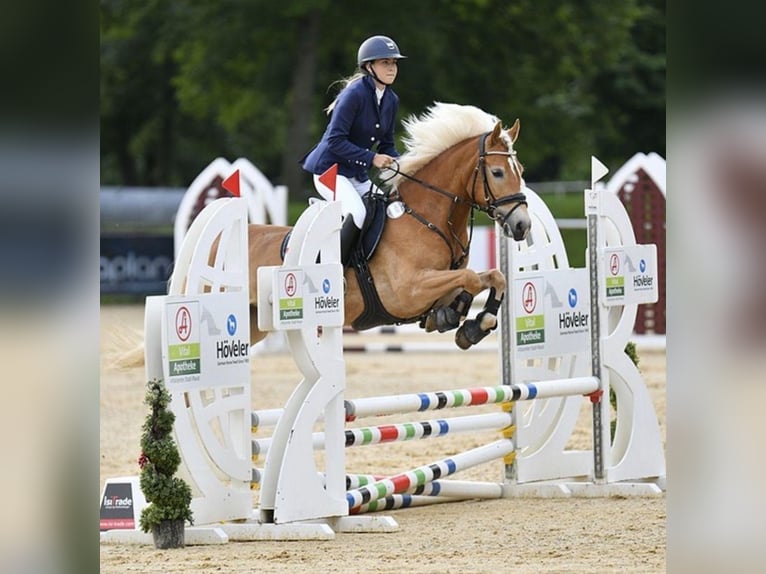 Haflinger Stute 6 Jahre 149 cm Fuchs in Ginau