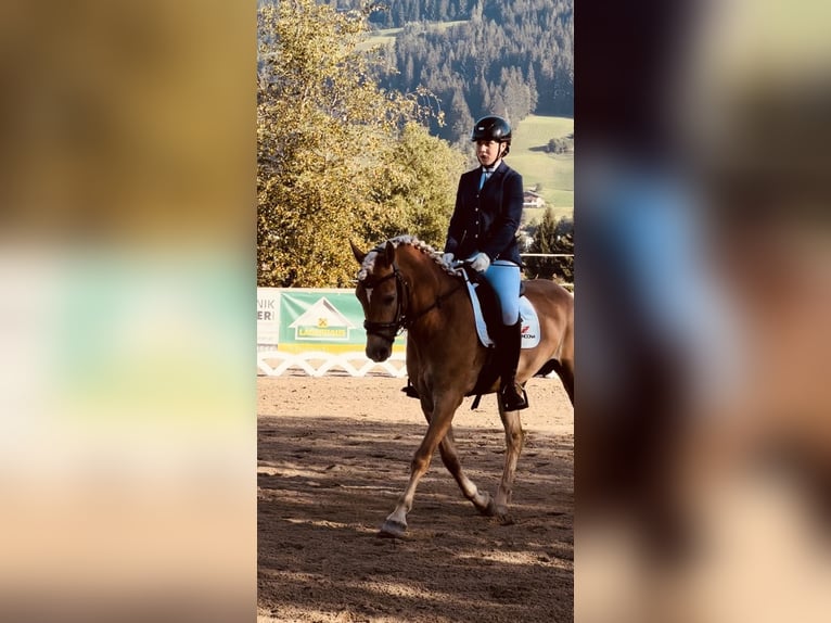 Haflinger Stute 6 Jahre 149 cm Fuchs in Ginau