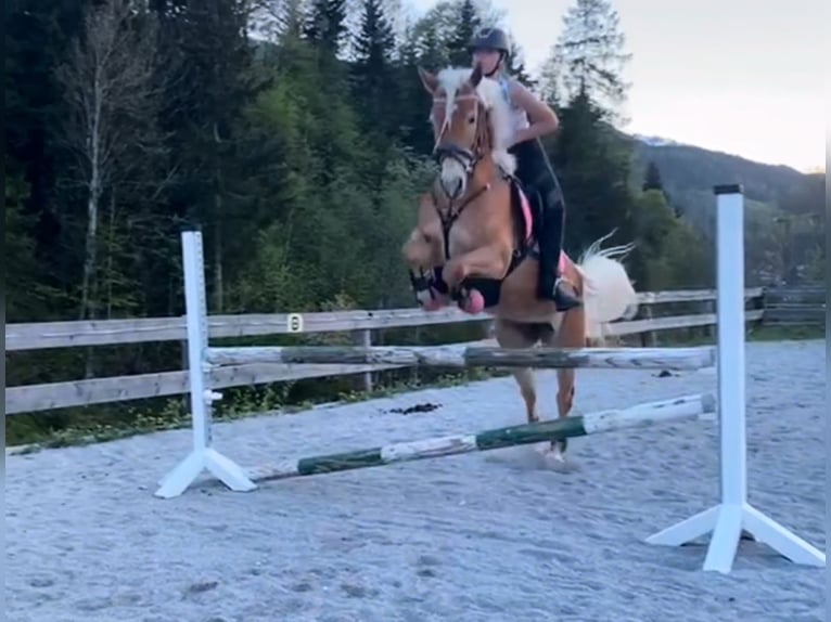 Haflinger Stute 6 Jahre 149 cm Fuchs in Ginau