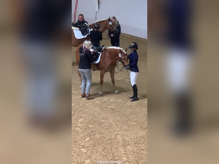 Haflinger Stute 6 Jahre 149 cm Fuchs in Ginau