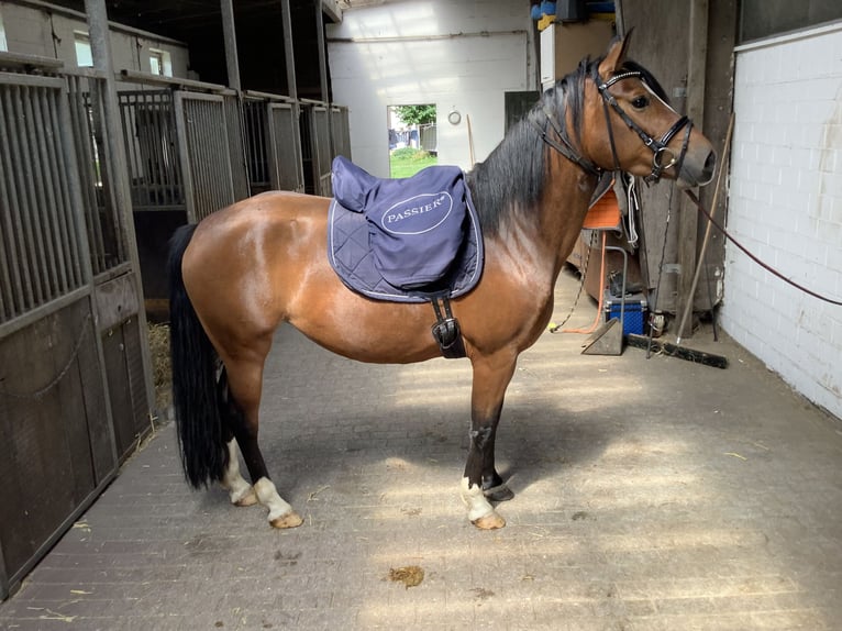 Haflinger Mix Stute 6 Jahre 150 cm Dunkelbrauner in LienenLienen