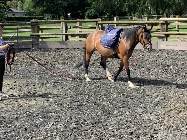 Haflinger Mix Stute 6 Jahre 150 cm Dunkelbrauner in LienenLienen