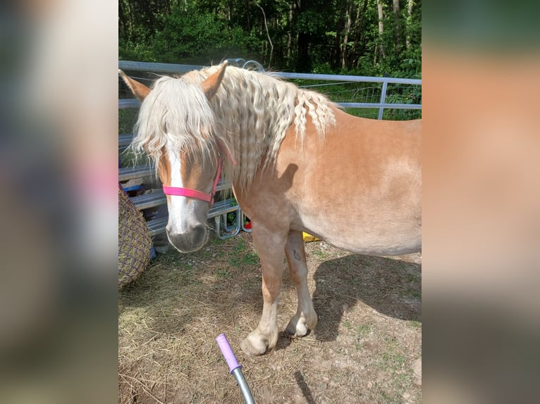 Haflinger Stute 6 Jahre 150 cm Fuchs in Wiesen