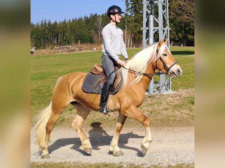 Haflinger Stute 6 Jahre 150 cm Hellbrauner in Bidingen