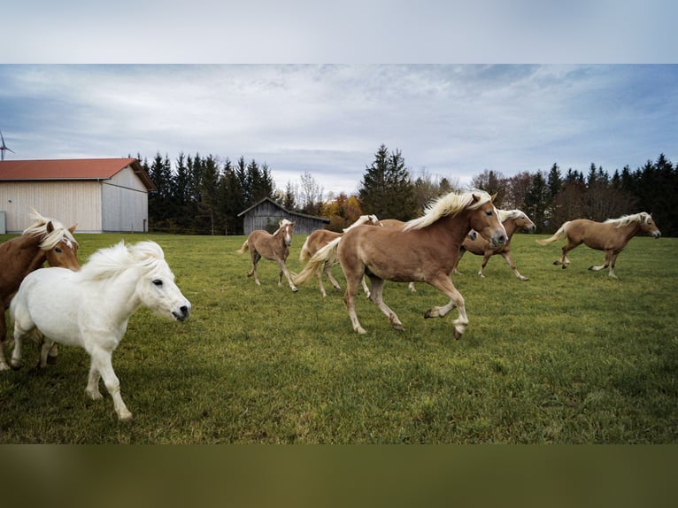Haflinger Stute 6 Jahre 150 cm Hellbrauner in Bidingen