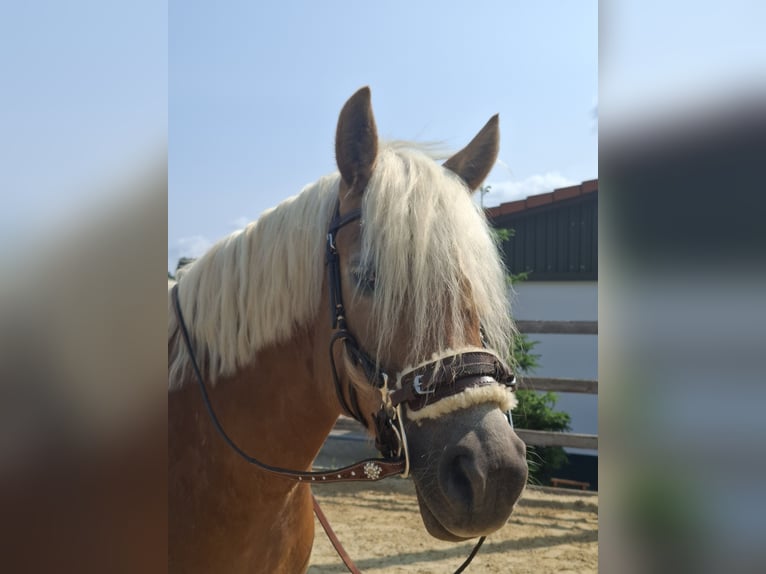 Haflinger Stute 6 Jahre 151 cm Champagne in Niedereschach