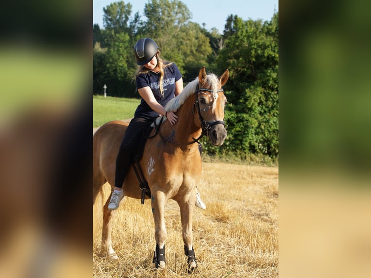 Haflinger Stute 6 Jahre 151 cm Champagne in Niedereschach