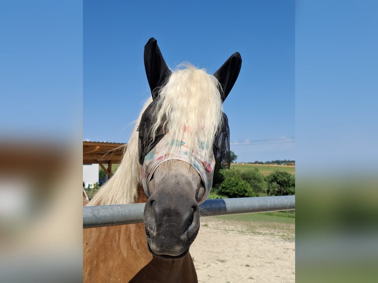 Haflinger Stute 6 Jahre 151 cm Champagne in Niedereschach