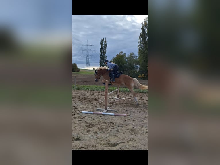 Haflinger Stute 6 Jahre 151 cm Champagne in Niedereschach